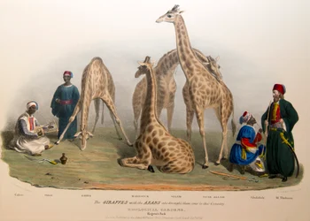 アラブ人とのキリン、1836